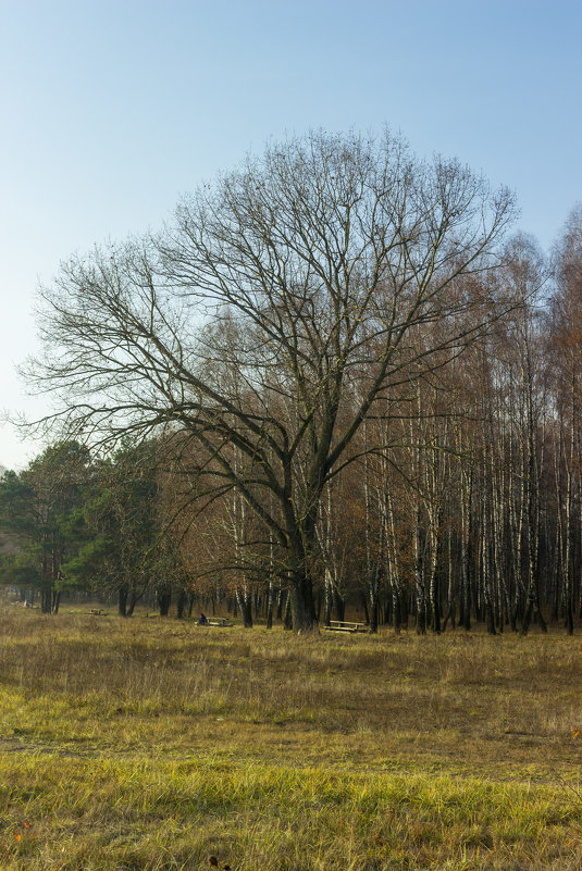 могучее дерево - Tatsiana Latushko