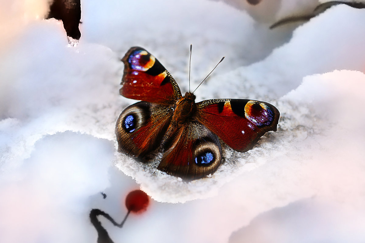Бабочка на снегу - Татьяна Кадочникова
