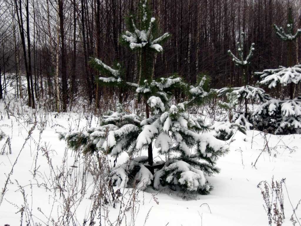Зима в лесу_0005 - kuvist 