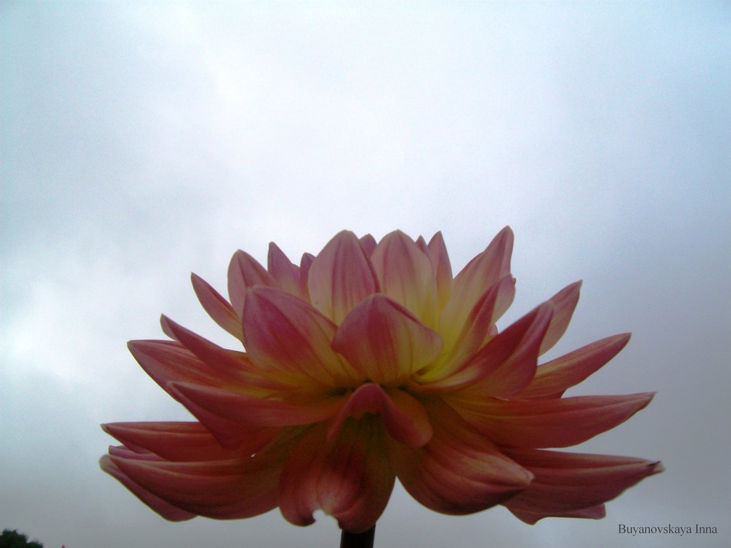 Мир цветов - Инна Буян