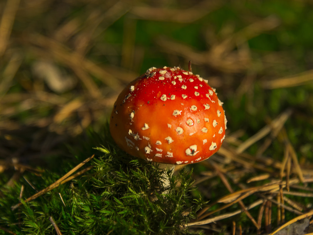 Mushroom among moss in the forest - Сергей 