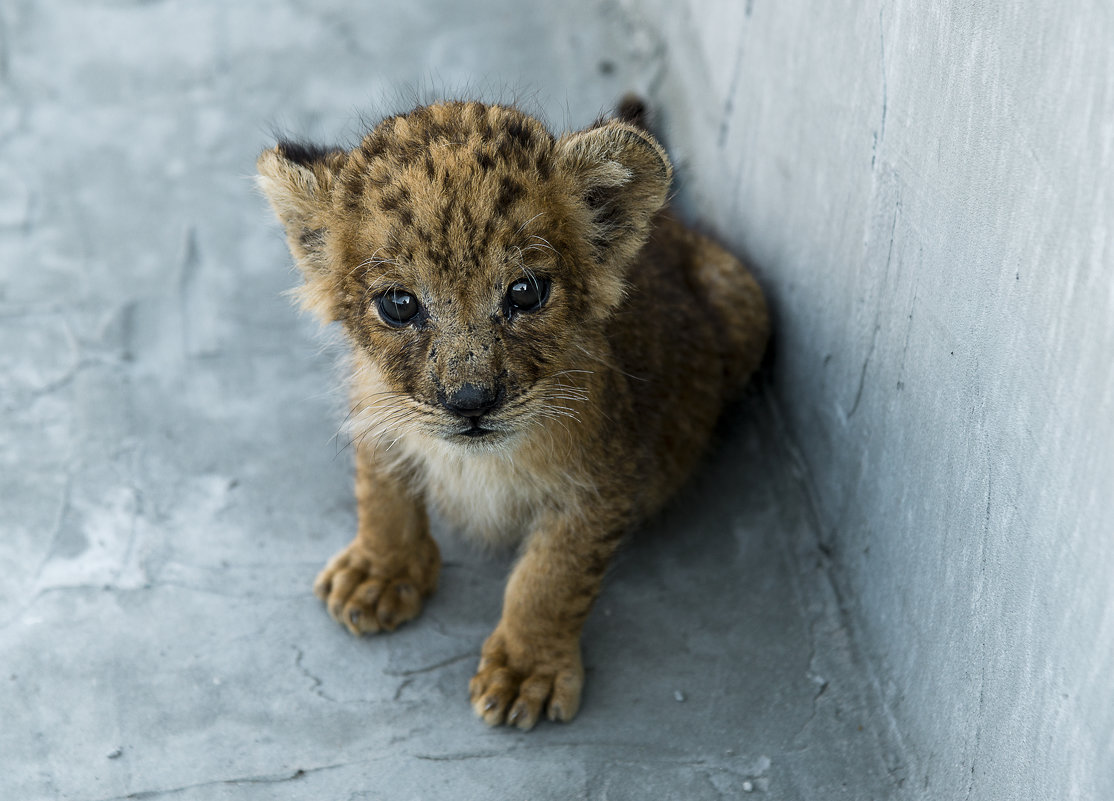 Leopard cub - Сергей 