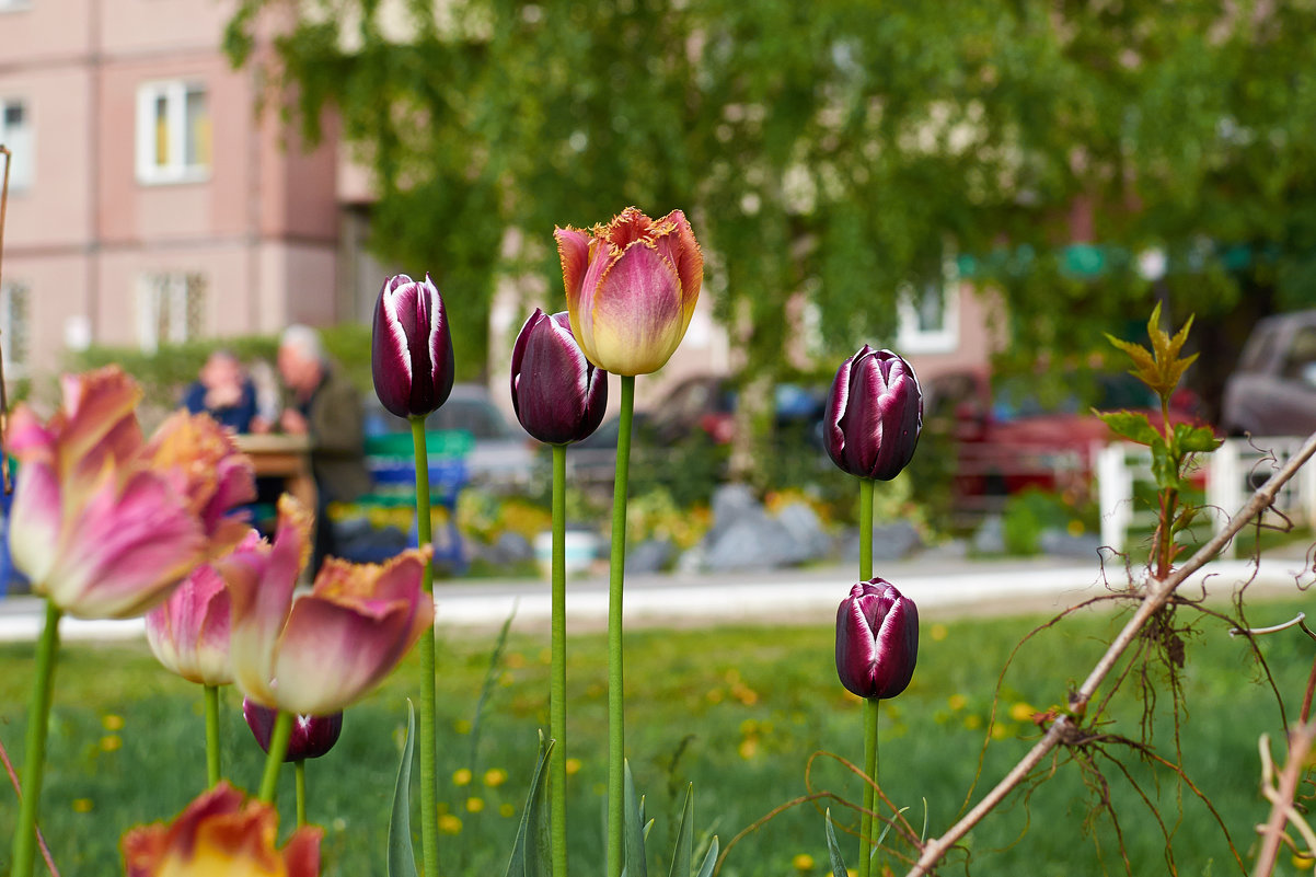 Тюльпаны во дворе - Сергей Ратушняк
