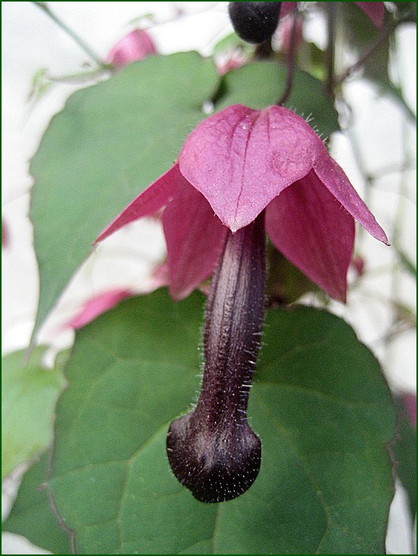 Rhodochiton atrosanguineum / Родохитон Пурпурный дождь / домашняя лиана - laana laadas
