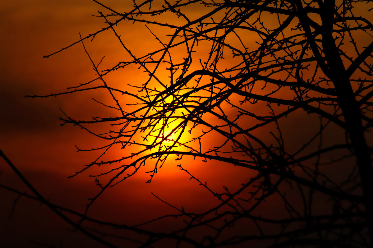 Ветви держат солнце - Boris Khershberg