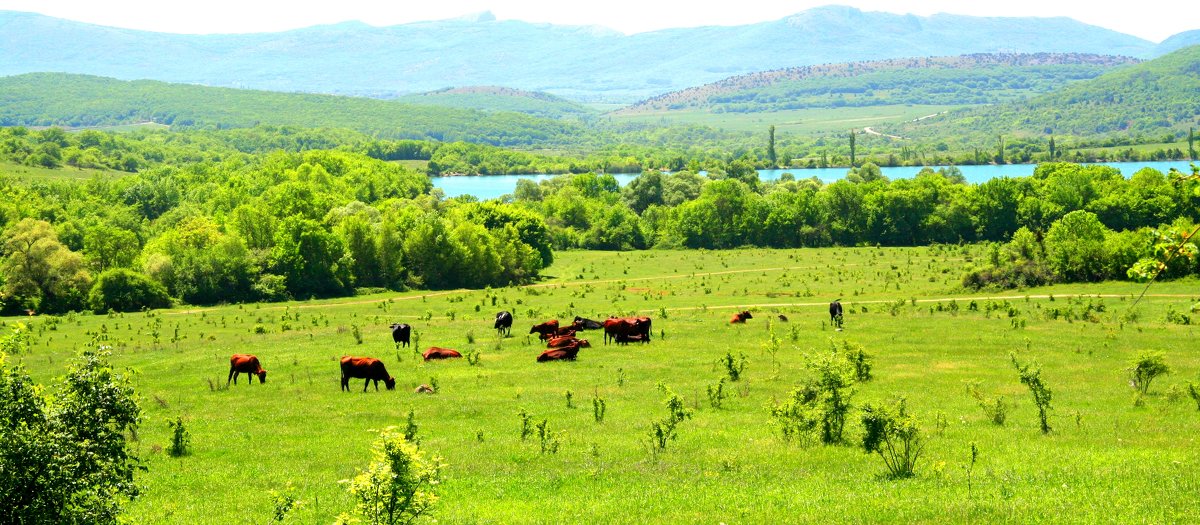 Байдарская долина, лето - Елена Даньшина