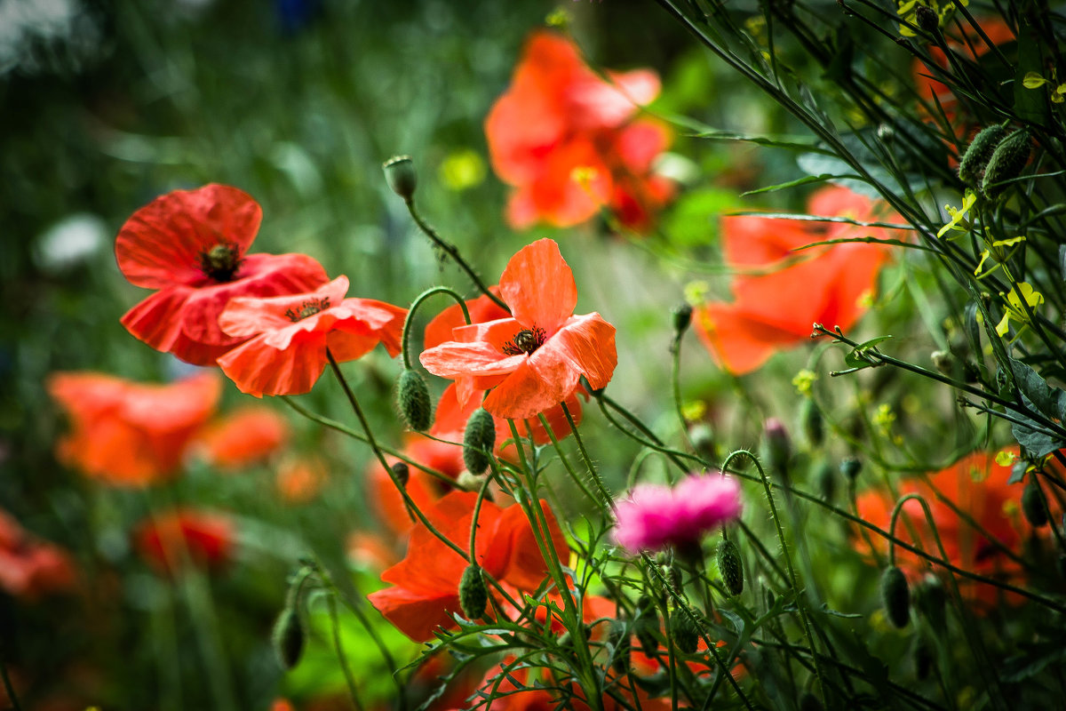 poppies.. - Olga 