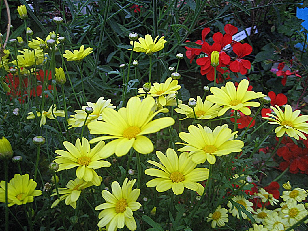 Argyranthemum / Аргирантема ( жёлтая ) - laana laadas