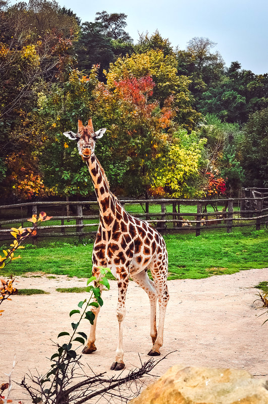 Осенний жираф - Ксения Базарова