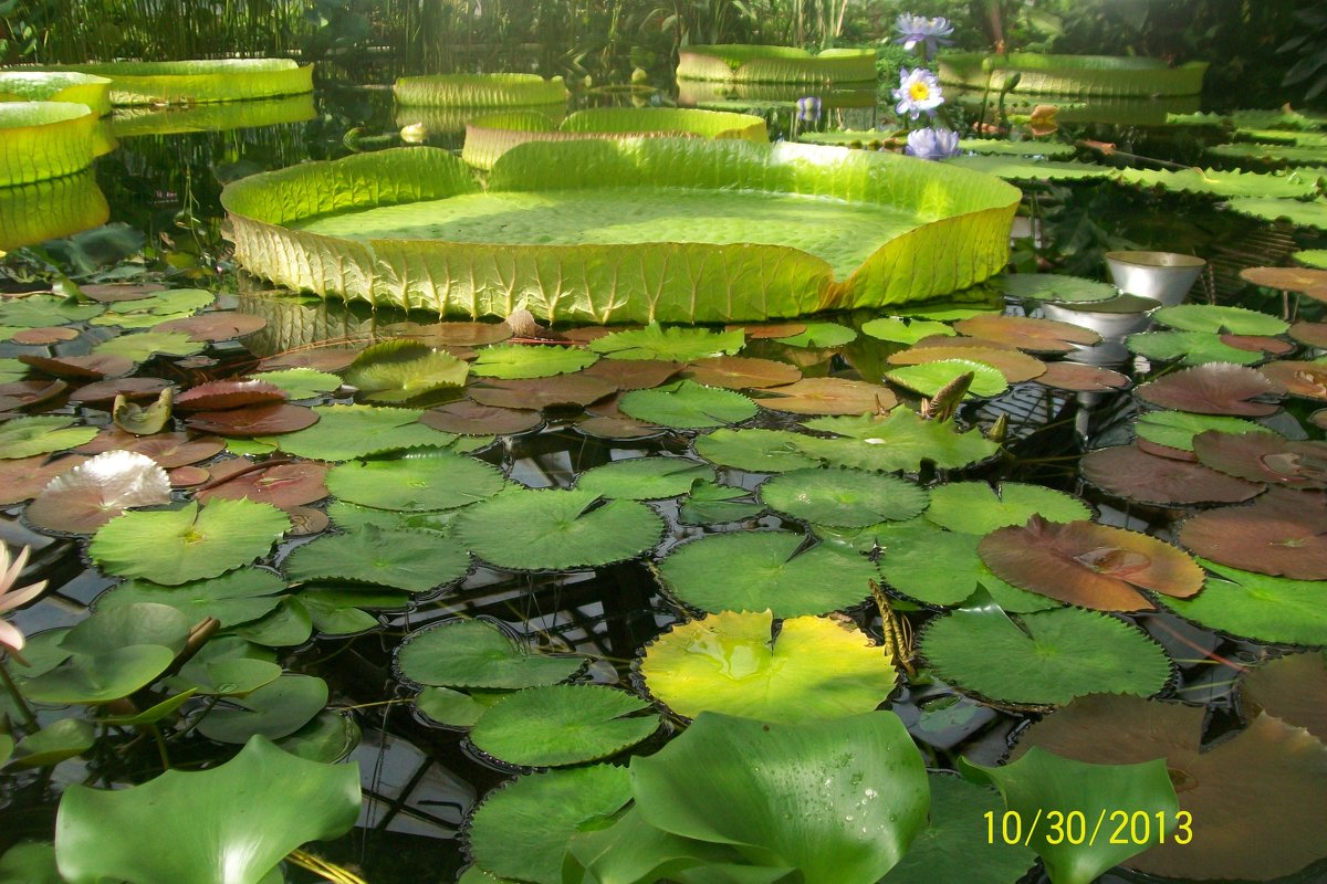 ботанический сад в санкт петербурге - chatcher2012 