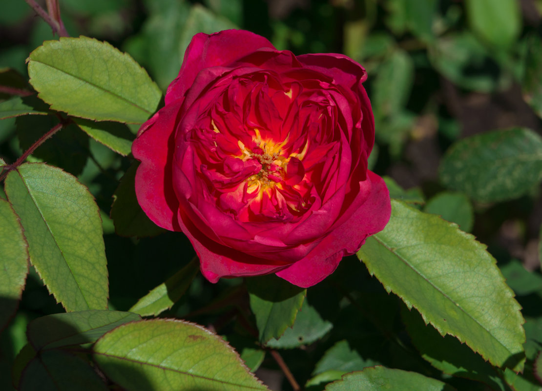 Роза в губернаторском саду г. Ярославля - Павел 