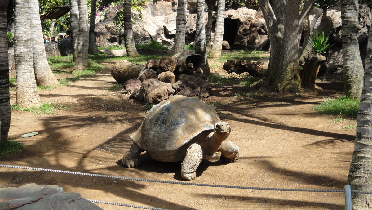 В Лоро парке. Гигантская черепаха - Елена Павлова (Смолова)