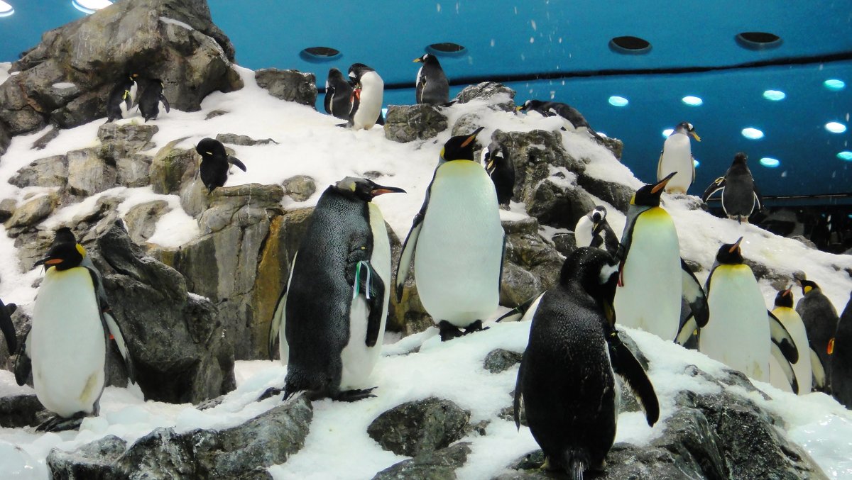 Лоро парк. Павильон «Планета пингвинов» является самым большим в мире. - Елена Павлова (Смолова)