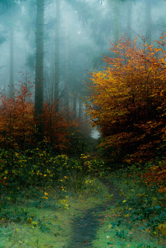 Туман в лесу - Вадим Вайс