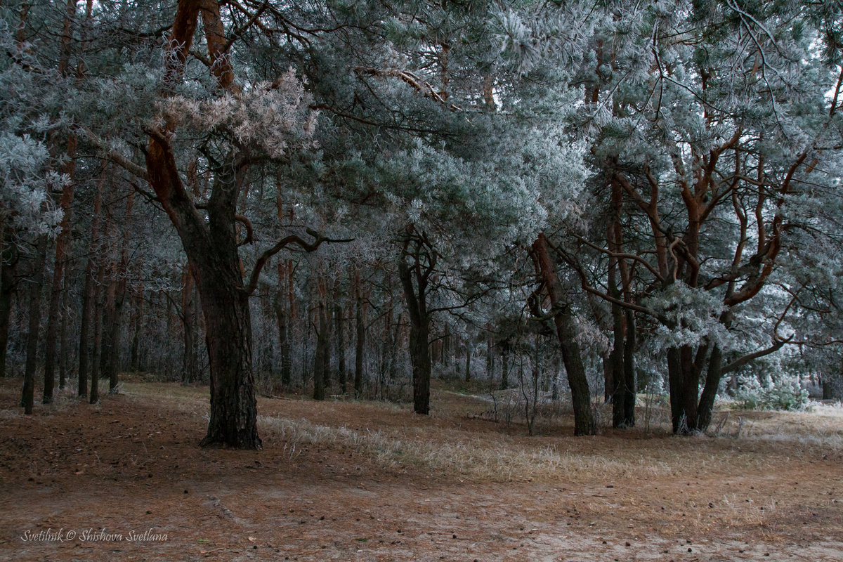 Волшебный замороженный лес - Светлана Шишова