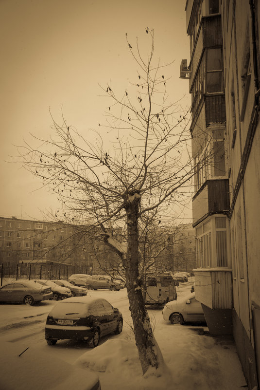 Тополь зимой - STATUS974 