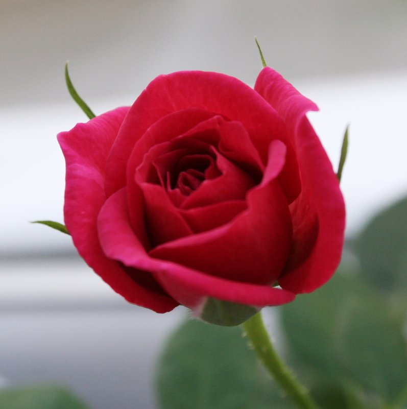 Роза красная - Damir Si