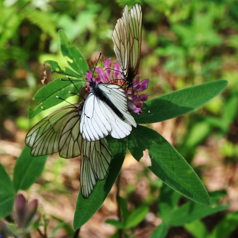 Гармония в природе - цветок из бабочек и растений - Damir Si