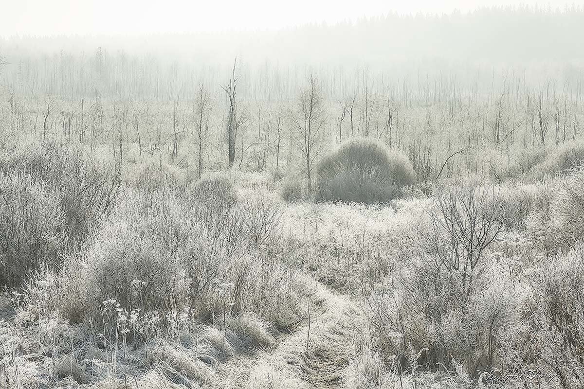 морозное утро на болоте... - Дмитрий Булатов