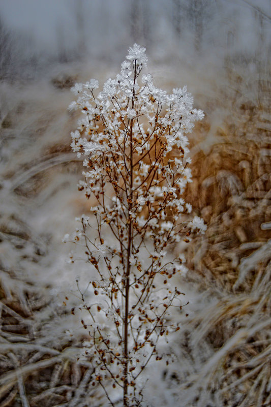 Зимний цветок - Олег Чернов