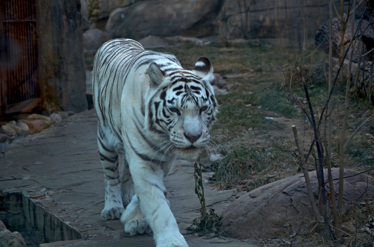Бенгальский белый тигр. - Oleg4618 Шутченко