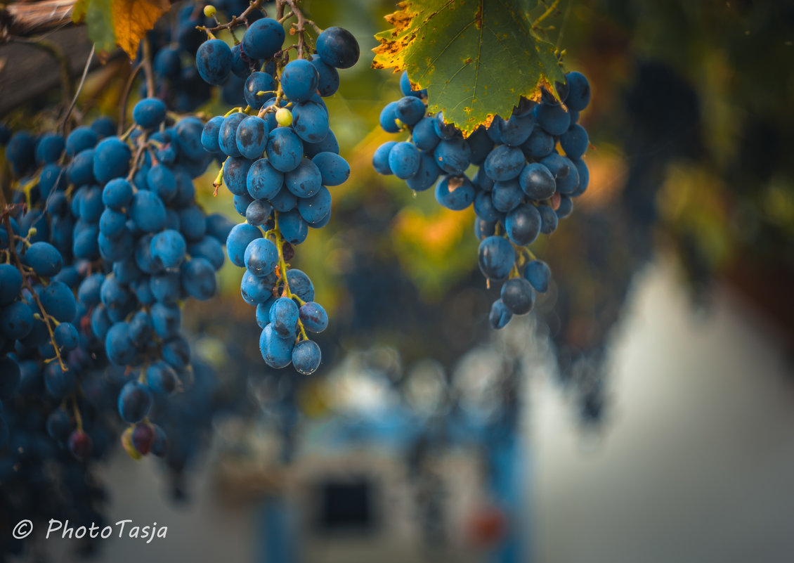 виноград - Тася Тыжфотографиня