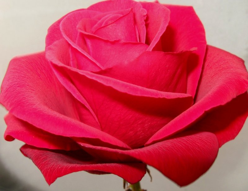 Розовая роза - Вера Андреева