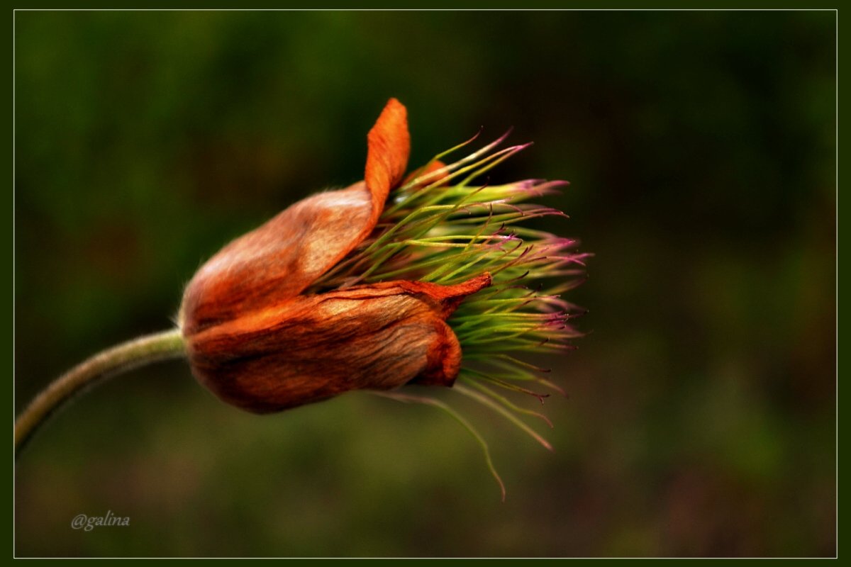Весенний цветик - galina tihonova