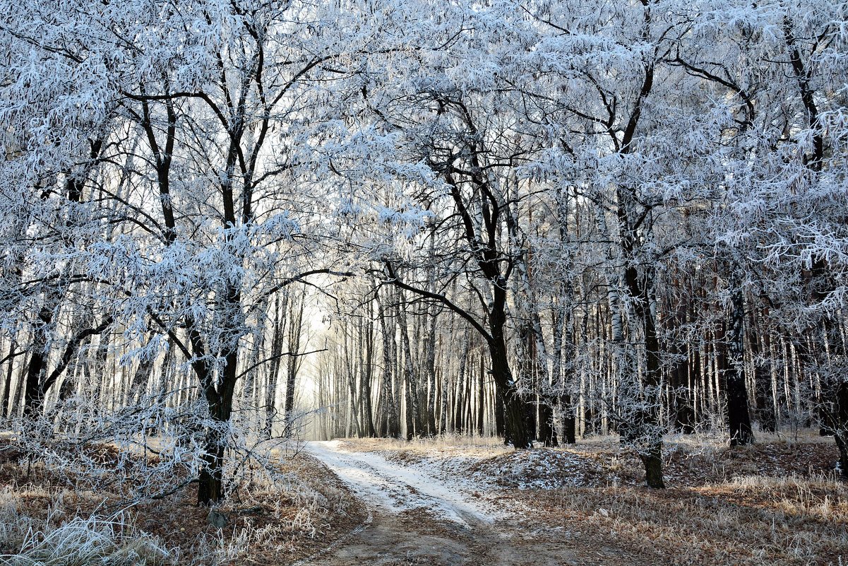 Дорога в лес - Мария Богуславская