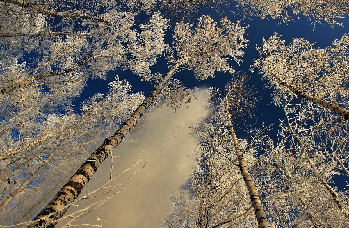 Снегопад в березовой роще - Евгений (bugay) Суетинов