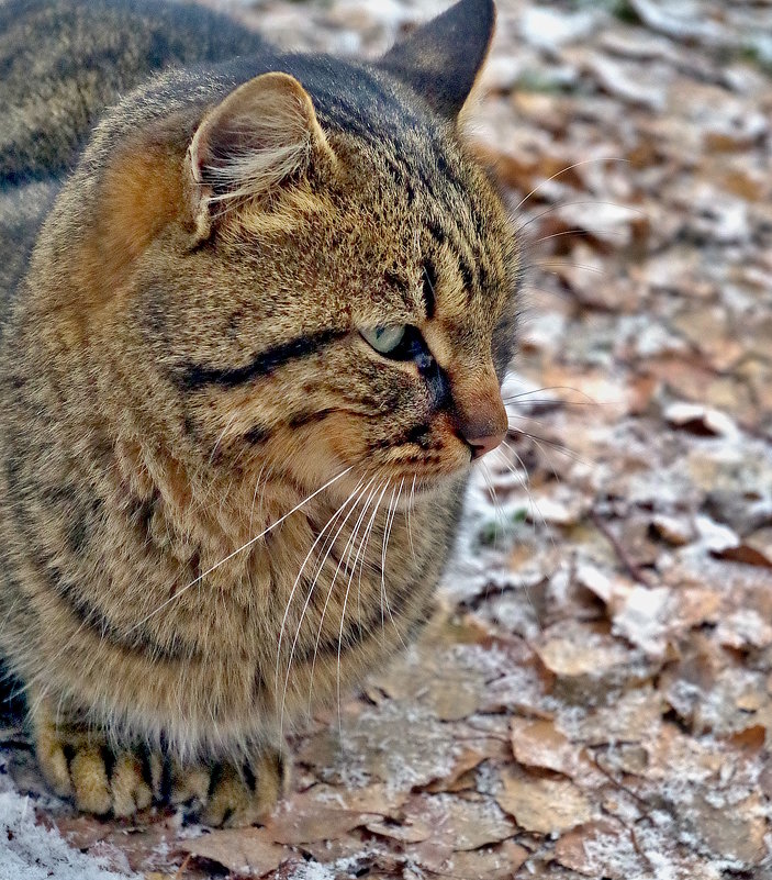 котяра - юрий иванов