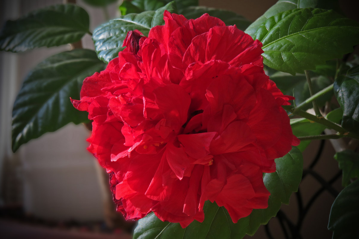 Розан цветет - leoligra 