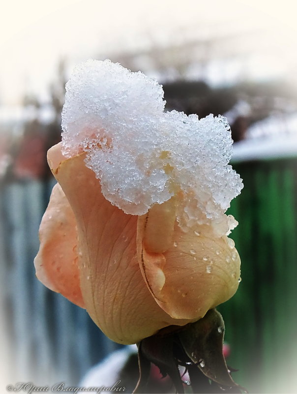 снег и роза - Юрий Владимирович