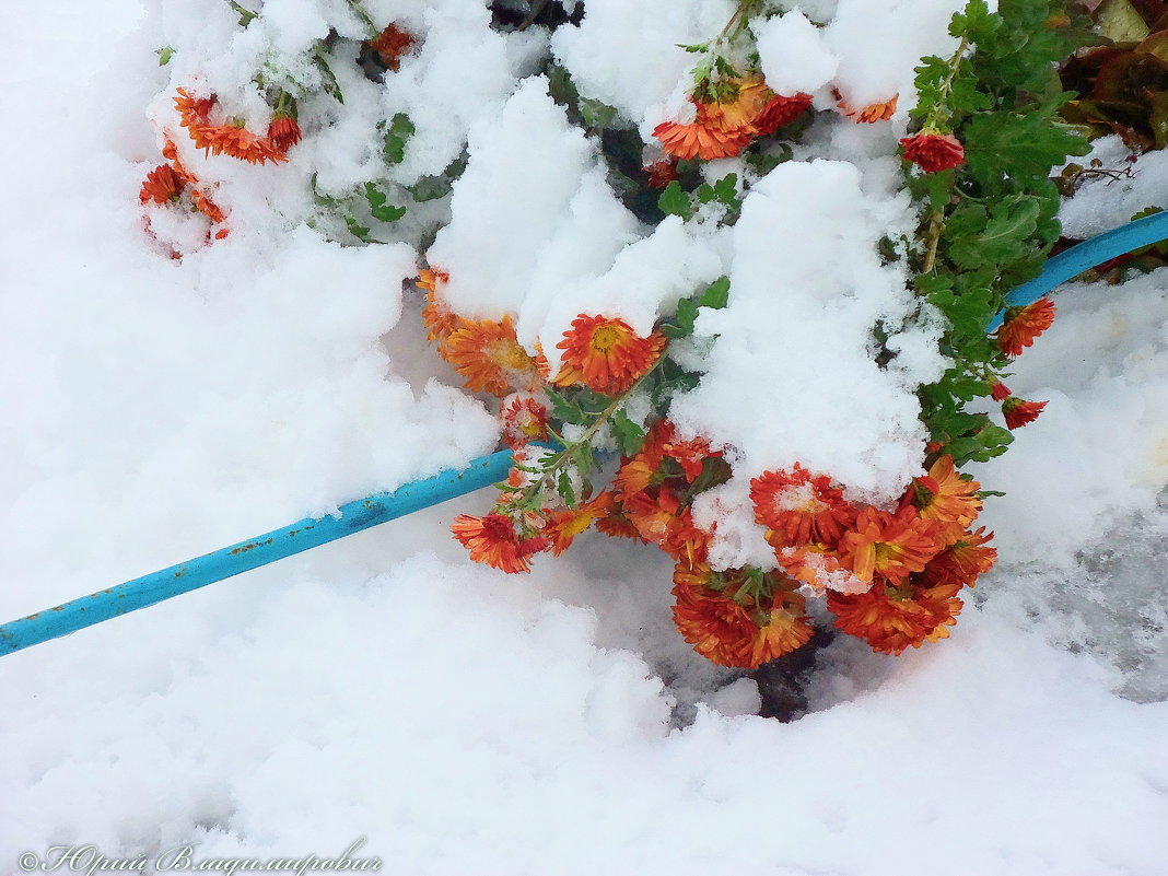 Хризантемы  на снегу.... - Юрий Владимирович