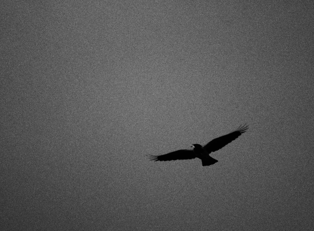 Одинокая птица - Гурген 