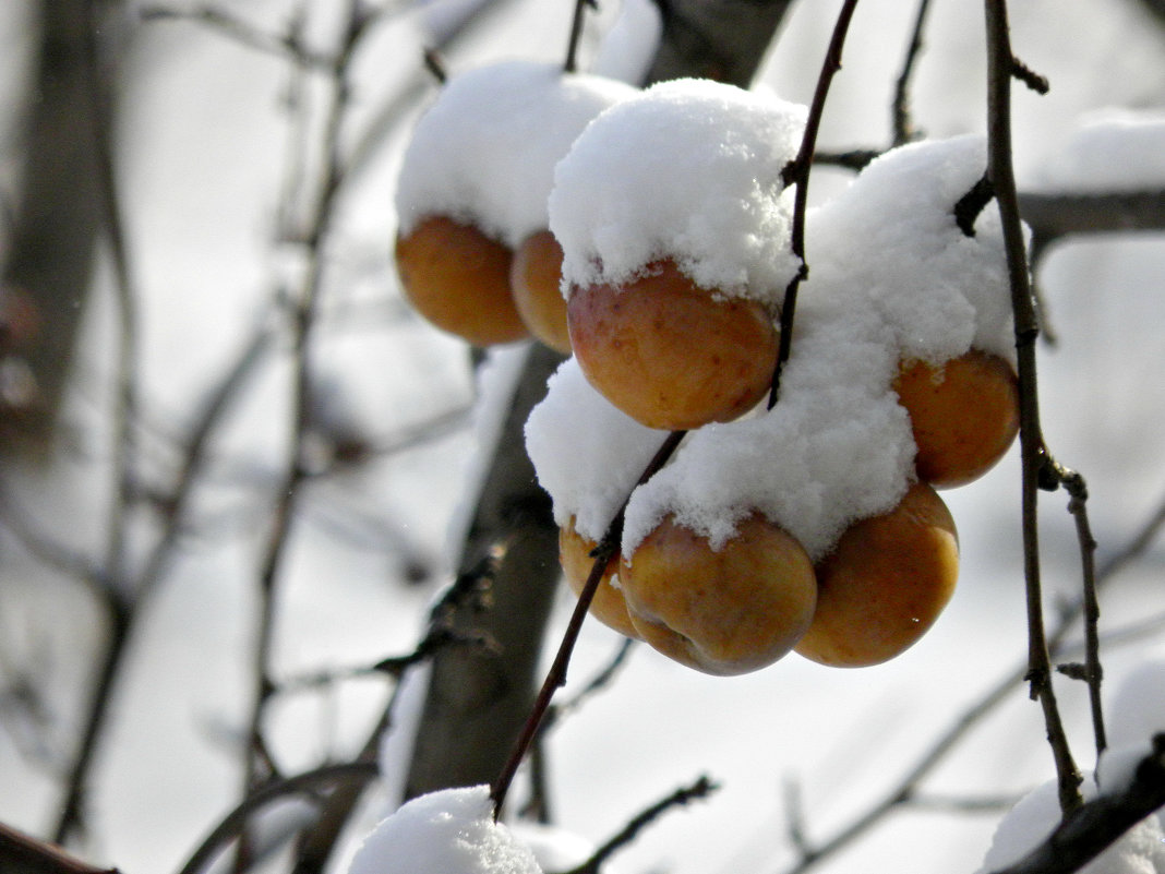 яблоки ...в снегу. - Наталья Бридигина