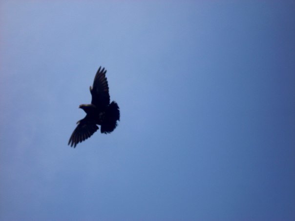 Летящий голубь - Валерия 