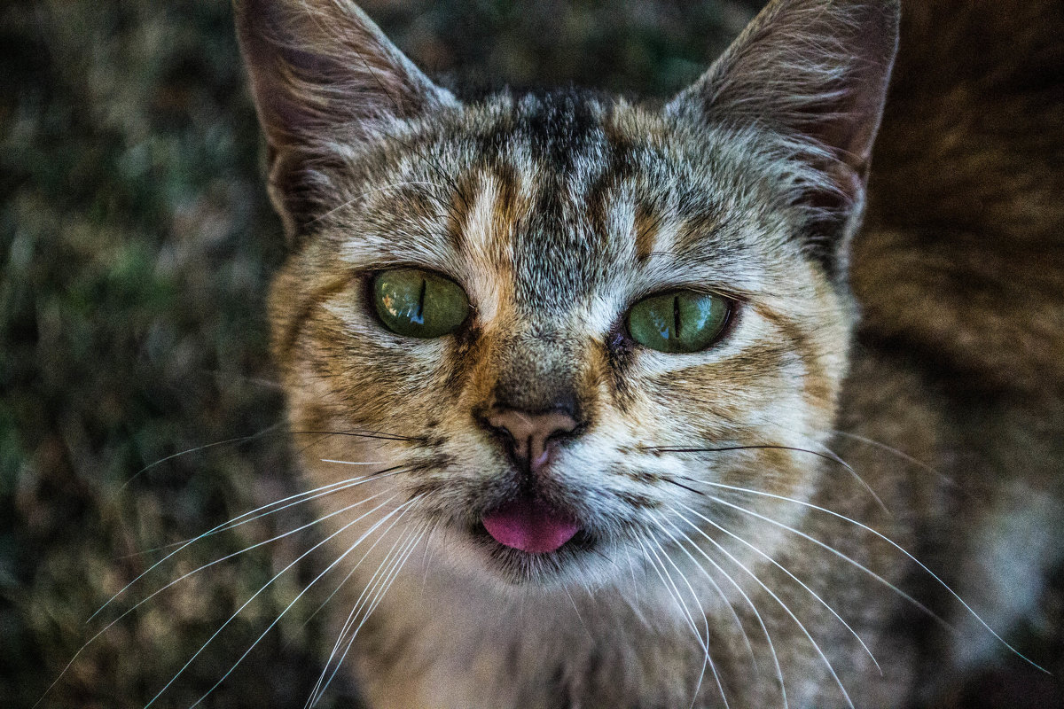 cat - Дарья Тищенко