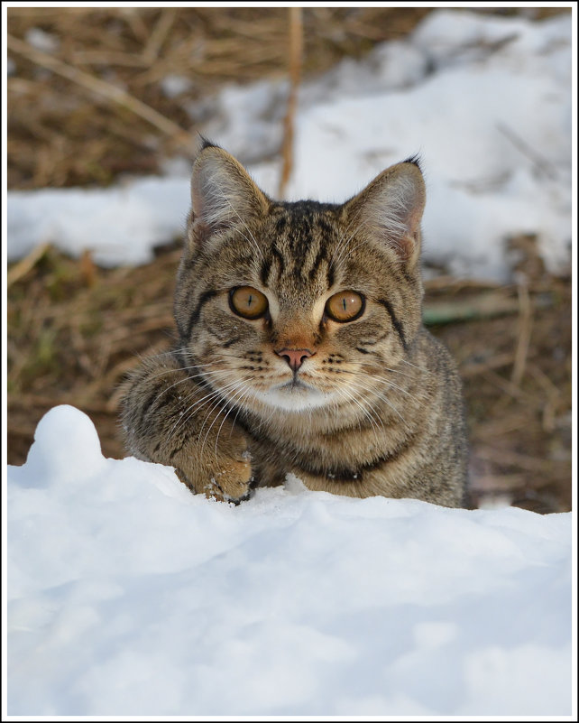 Где?.. Где  мышка???..))) - Tanya S