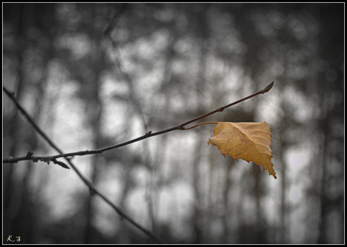 На грани между осенью и зимой.... - Svetlana Kravchenko