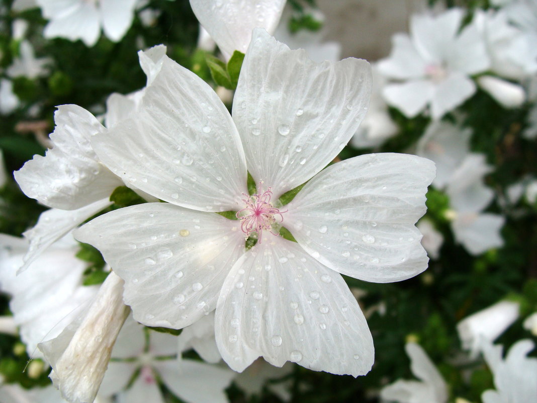 Цветок Мальвы - laana laadas
