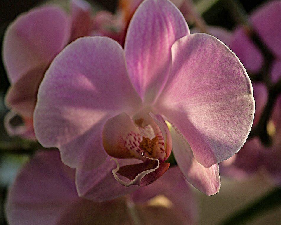 Орхидея доритинопсис Персиковый мальчик - Ирина Приходько