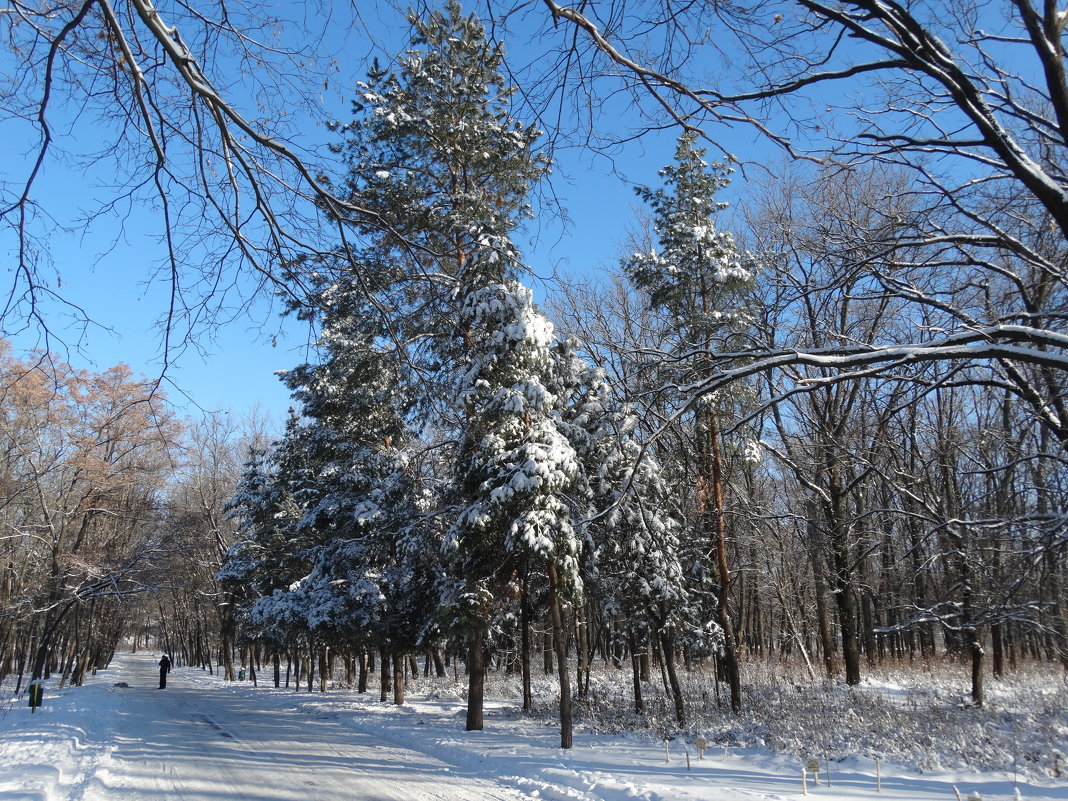 Зима в парке... - Тамара (st.tamara)