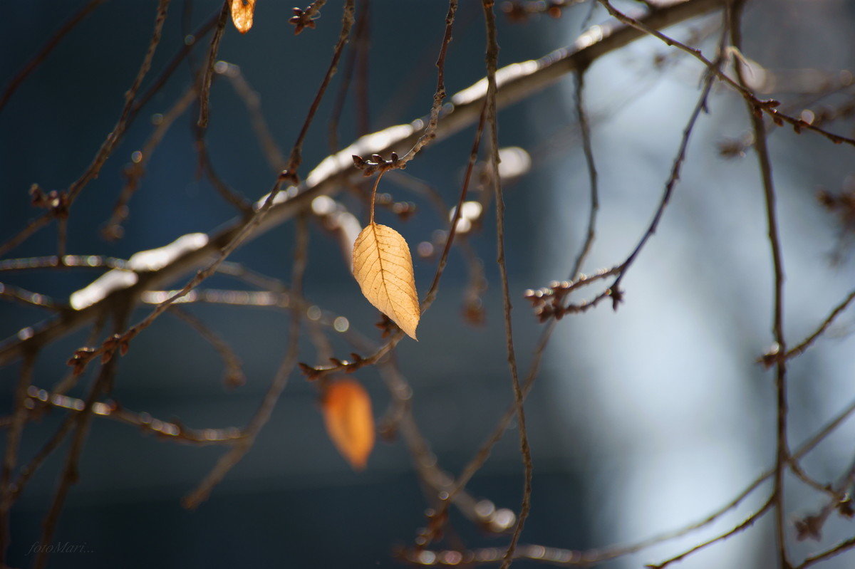 Зимние листья... - Марина Соколова
