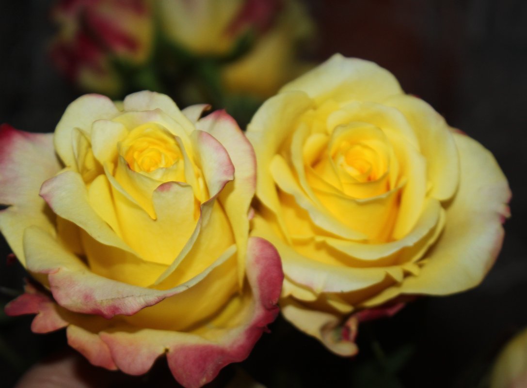 Жёлтые розы - Людмила 