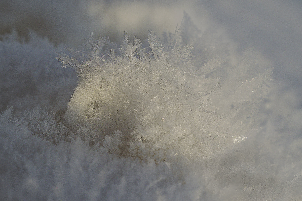 Замерзает снежный ёжик... - Дмитрий Гончаренко 