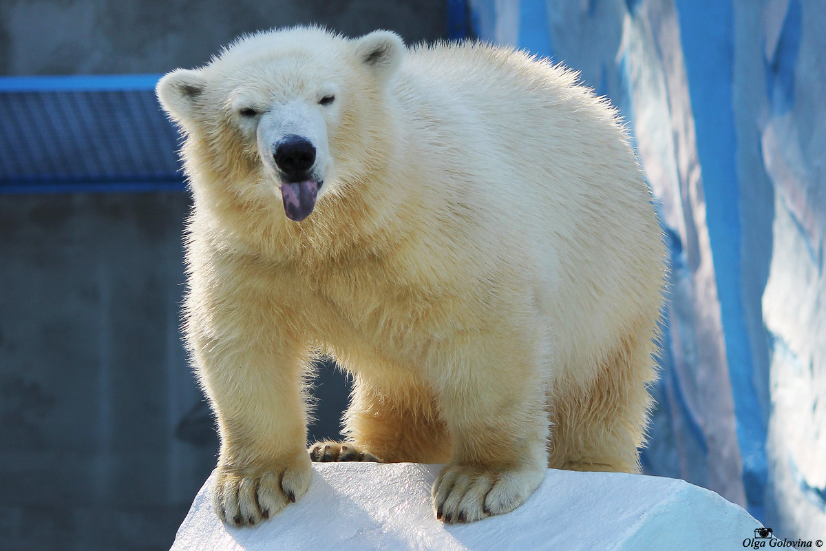 Белый медведь - Ольга Головина