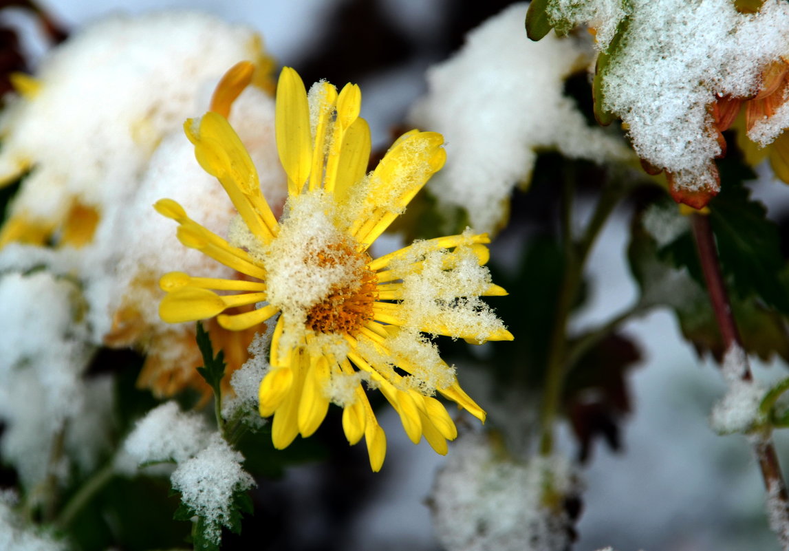 Цветы под снегом - Ольга Голубева