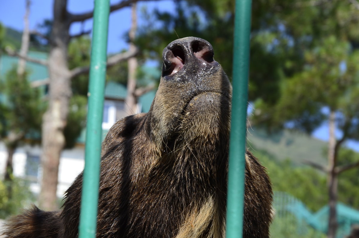 In captivity... - Николай Воробьёв 