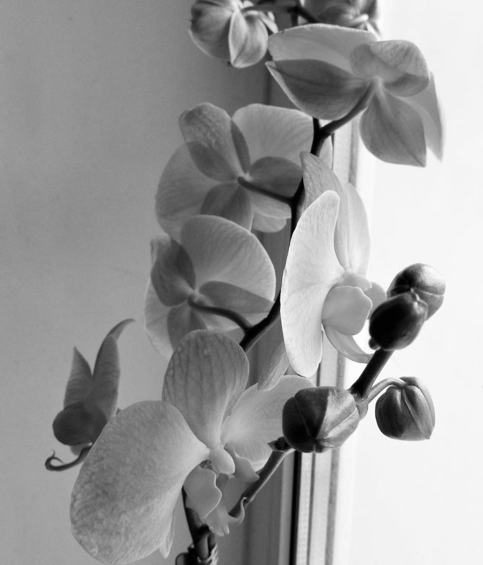 Orchidee - Yulia Sherstyuk